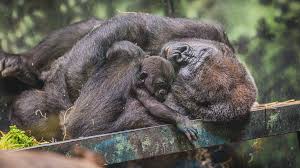 Image result for Ozoroa homblei