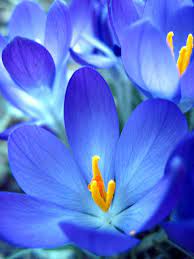 With the look of wedding bells, this could be your  something blue. Blue Flower Beautiful Flowers Amazing Flowers Blue Flowers
