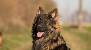 German shepherds are dogkind's finest herding and guardian dogs. Long Haired German Shepherd Fluffy Coat Gsd Genetics Puppy Costs