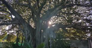 Risultato immagini per immagine di alberi plurisecolari