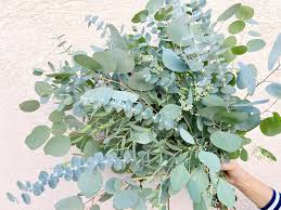 Image result for Eucalyptus