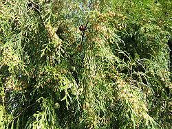 Image result for Cupressus funebris