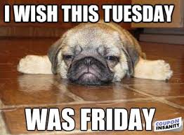 Maybe you would like to learn more about one of these? Funny Tuesday Quotes Tuesday Quote Memes Fit For Fun