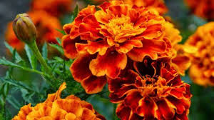 Marigold Flower Wallpaper In Hd Resolution Hd Wallpapers Wallpapers Download High Resolution Wallpapers Flower Wallpaper Marigold Flower Flowers Nature