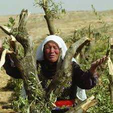 We did not find results for: Pdf Uprooting Identities The Regulation Of Olive Trees In The Occupied West Bank