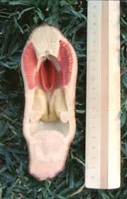 Image result for Hydnoraceae