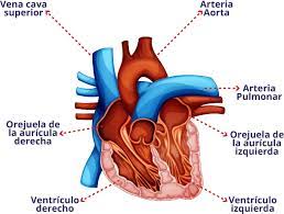 Menú de navegación (14 photos). Conozca Su Corazon Lcih