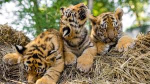 Bengal tiger facts & information. Drive To Save 2 Paralysed Royal Bengal Tiger Cubs Telegraph India