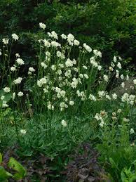 Image result for Cephalaria