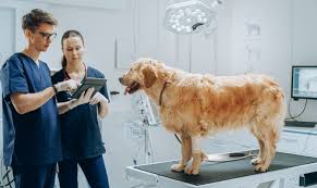 From 3D Printing to Extended Reality: The Vet Tech Revolution - MedicalExpo  e-Magazine