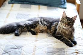 Texas maine coon cat rescue group directory. Meet The Most Expensive Cat Breeds In America Cbs News