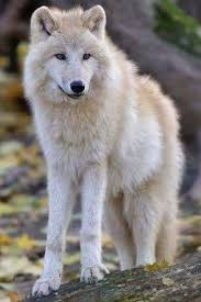 Pin By Yilmaz Acik On Wolfes Arctic Wolf Wolf Dog Wolf Photos