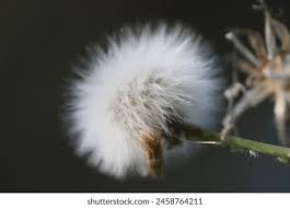 Image result for Eriocaulaceae