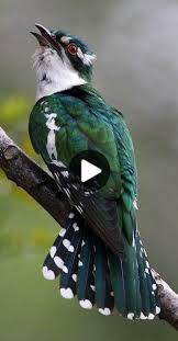 61 Beautiful And Interesting Birds In Nature Page 5 Of 61 In 2020 Beautiful Birds Funny Birds Animals