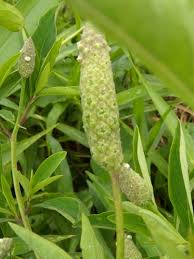 Image result for Sphenoclea