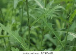 Image result for Lactuca indica