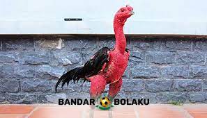 Lu4rr bi4sa manfaat garam untuk ayam b4ngkok. Obat Kuat Untuk Ayam Bangkok Aduan Yang Paling Ampuh