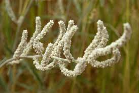 Image result for Aerva javanica