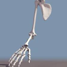 Whereas human beings have bones such as the humerus (upper arm), ulna and radius (forearm), carpals (wrist bones), metacarpals (hand bones), and phalanges (fingers), these features appear as similar bones in form in the other animals. Bones Arm Anatomy 3d Models Stlfinder