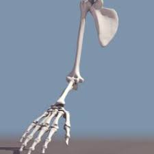 This is an online quiz called human anatomy: Bones Arm Anatomy 3d Models Stlfinder