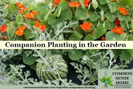 Vegetable Companion Planting Batuakik Info