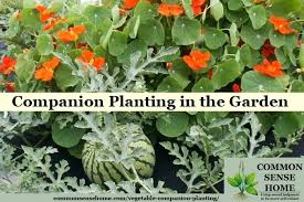 vegetable companion planting batuakik info