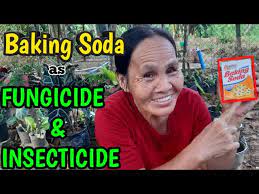 When mixed with tartaric acid or. Baking Soda As Fungicide And Insecticide Youtube