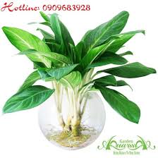 Bạch Mã Hoàng Tử 02 |Cây Thủy Canh AquaGarden |Top Cây Phong Thủy Đẹp |  quatangcaycanh