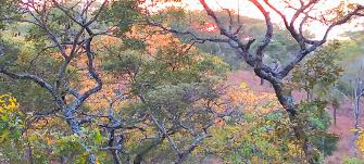 Image result for Brachystegia allenii × boehmii