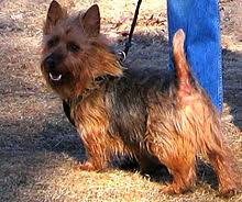 Comcater is australia's leading commercial kitchen equipment supplier. Australian Terrier Wikipedia