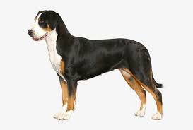 A double coat consists of a thick undercoat and dense outer coat, about 1 to 1¾ inches long. The Standard Of Reputable Breeders Greater Swiss Mountain Dog Png Png Image Transparent Png Free Download On Seekpng