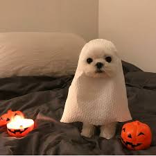 Real Paranormal Encounter Captured On Camera Peoplefuckingdying Puppy Halloween Costume Ghost Funny Animal Photos Cute Animals Cute Baby Animals