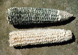 Ya pasó la era de limpiarse el trasero con papel higiénico? Considere la  historia del papel higiénico