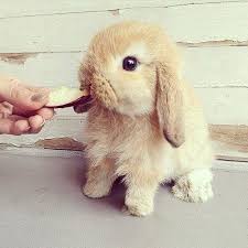 Our buck, thumper, is a house pet. Our Family Have Beautiful Baby Dwarf Rabbits For Sale Other Animals Pets Toronto Gta City Of Toronto Postedad Ca