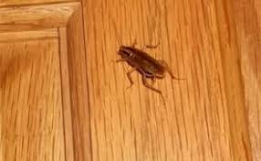 These beetles are oval in shape and about 1/3 long. Cockroach Protection In Minneapolis Mn Rainbow Pest Experts