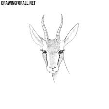 Their long legs make gazelles quick runners. Easy Giraffe Head Drawing