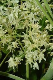 Image result for Moringaceae