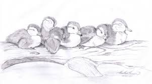 Black And White Drawings Of Nature Easy The Naturalists Sketchbook Pencil Drawings Pencil Drawings Of Nature Easy Nature Drawings