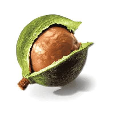 Macadamia Nuts In Shell Bag SKUs Catalog