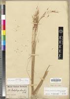 Image result for Loudetia kagerensis