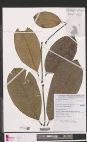 Image result for Vepris zambesiaca