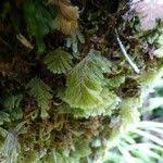 Image result for Hymenophyllum capillare