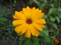 Calendula wird in erster linie als wundheilmittel angewandt. Elisabeth Kerbl Seidelberger Homoopathie Langenzersdorf Calendula Urtinktur