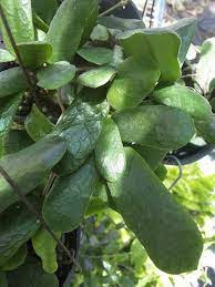Be the first to review hoya rotundiflora (square leaf) cancel reply. Hoya Rotundiflora Uhlig Kakteen More Than 5 000 Different Species