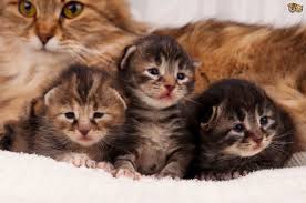 Ensure your cat has a safe area for her birth and while kittens still require approach her nest with caution. How Old Should Kittens Be Before They Leave Their Mother Pets4homes Siberian Kittens Cute Cats And Kittens Newborn Kittens
