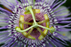 The flower is perfect as ground cover in your garden, spreading its leaves and roots all along the ground with little white blossoms that droop down before blooming upwards, resembling a bell curve. Passionflower S Medicinal Edible Uses Chestnut School