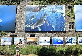 We did not find results for: Expo Photo A La Gacilly Vers Les 400 000 Visiteurs Le Telegramme
