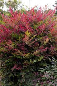 Nandina domestica 'burgundy wine', heavenly bamboo. Obsession Nandina Sunset Western Gardens Southern Living Plants Plants Southern Living Plant Collection