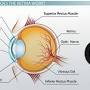 Retina function simple from study.com