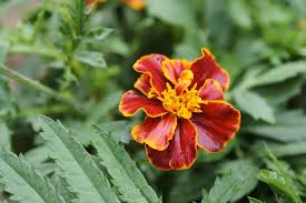 Image result for Tagetes patula